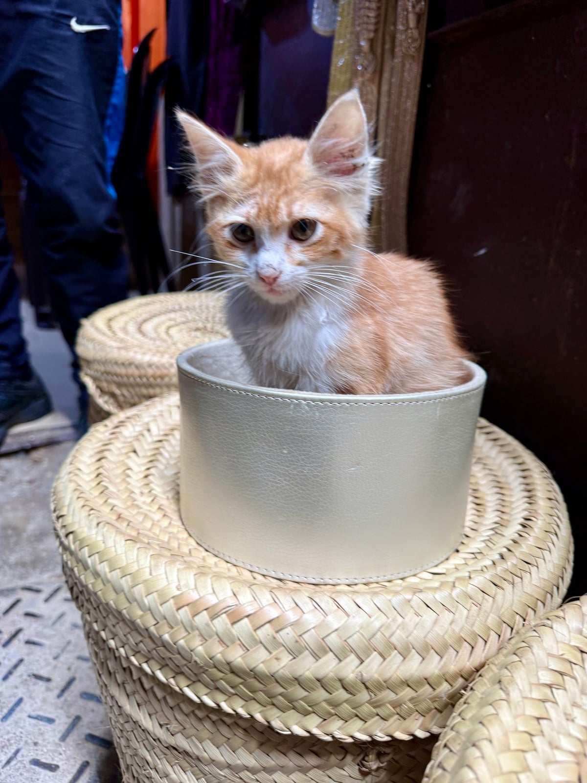 A tiny orange kitten sitting inside a leather basket in the Fez medina souk.